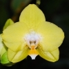 Phalaenopsis I-Hsin Sunflower